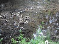 Fischsterben Wipper 1444